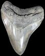 Serrated, Megalodon Tooth - Glossy Enamel #63142-1